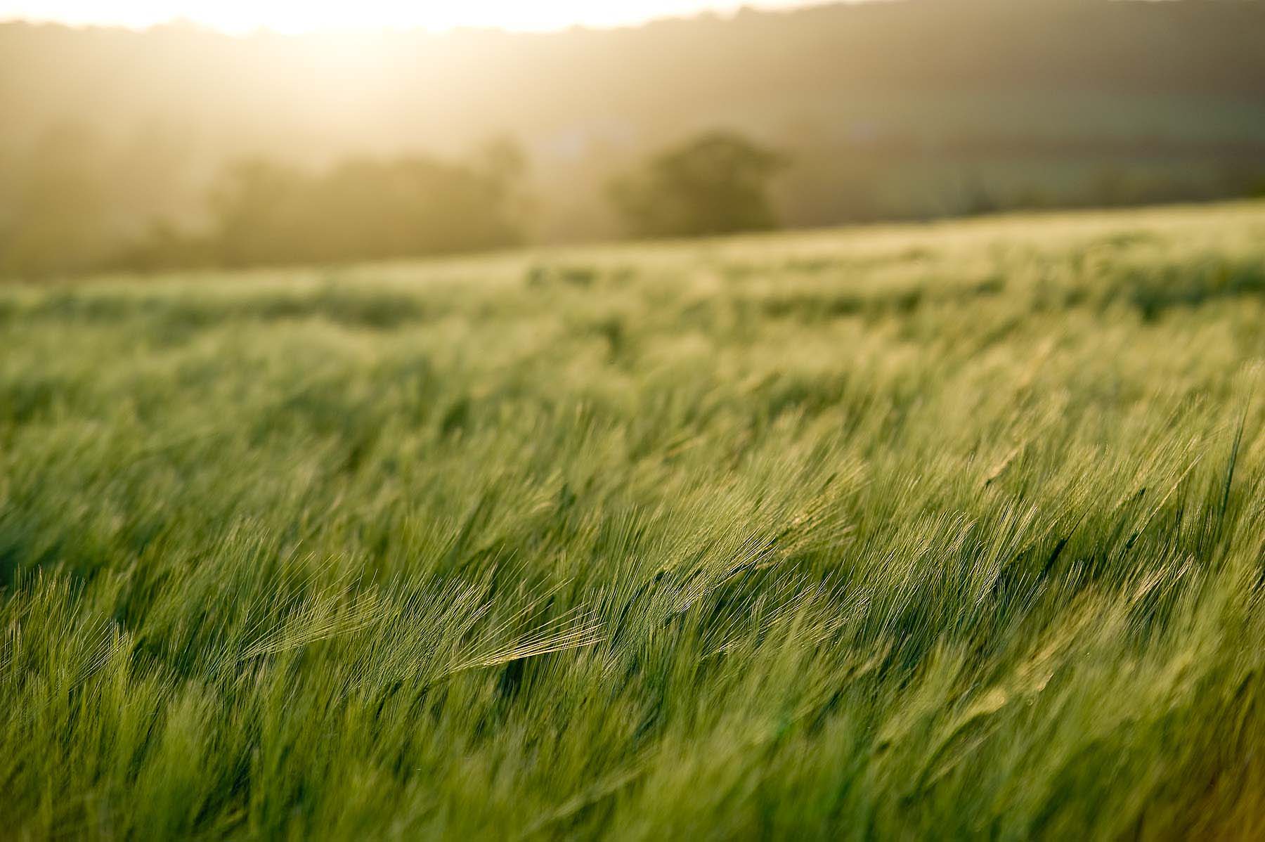 Barley-Field-Oxeford-Fitzpaine-Dorset-Summer-Landscape