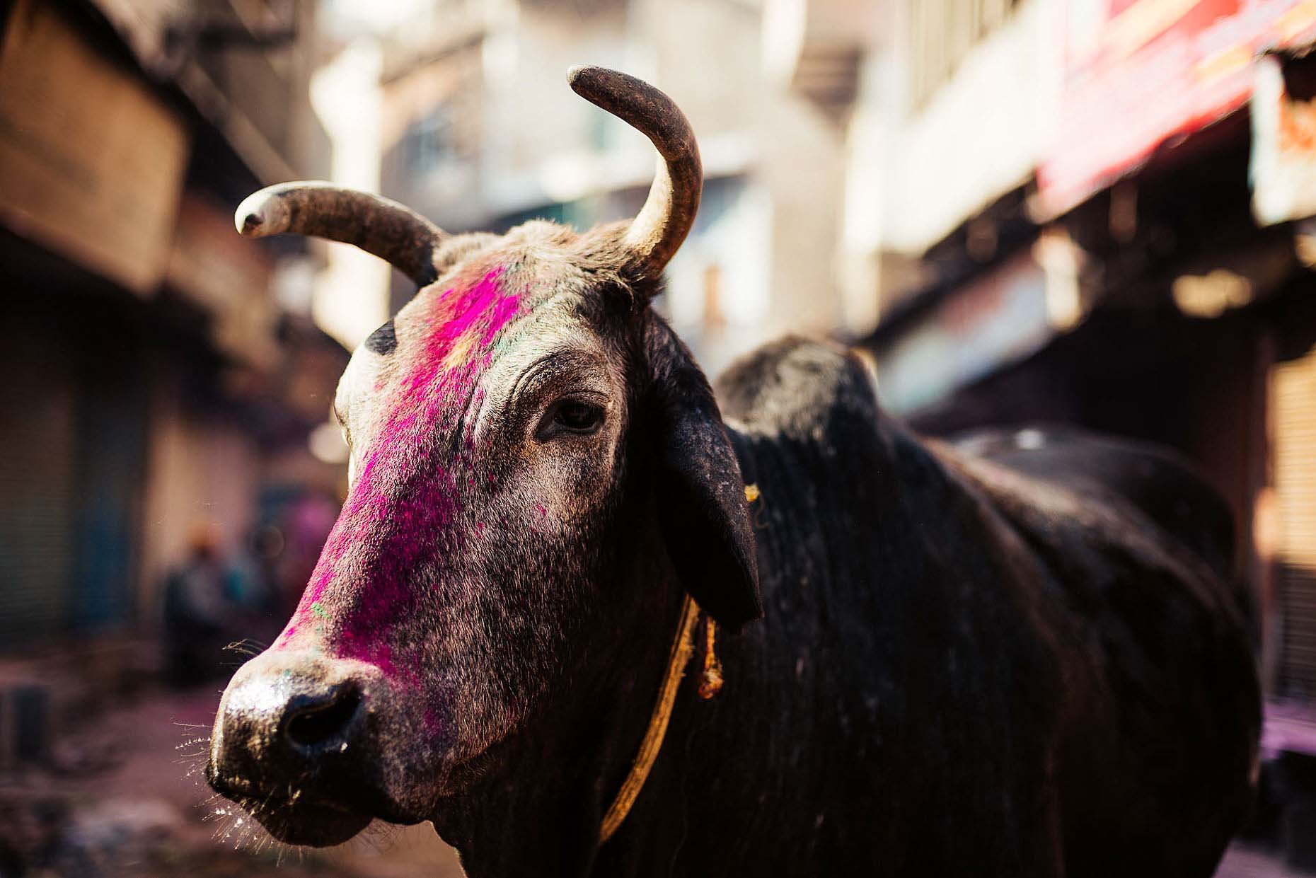 Cow-Paint-Holi-Festival-Colour-India-005