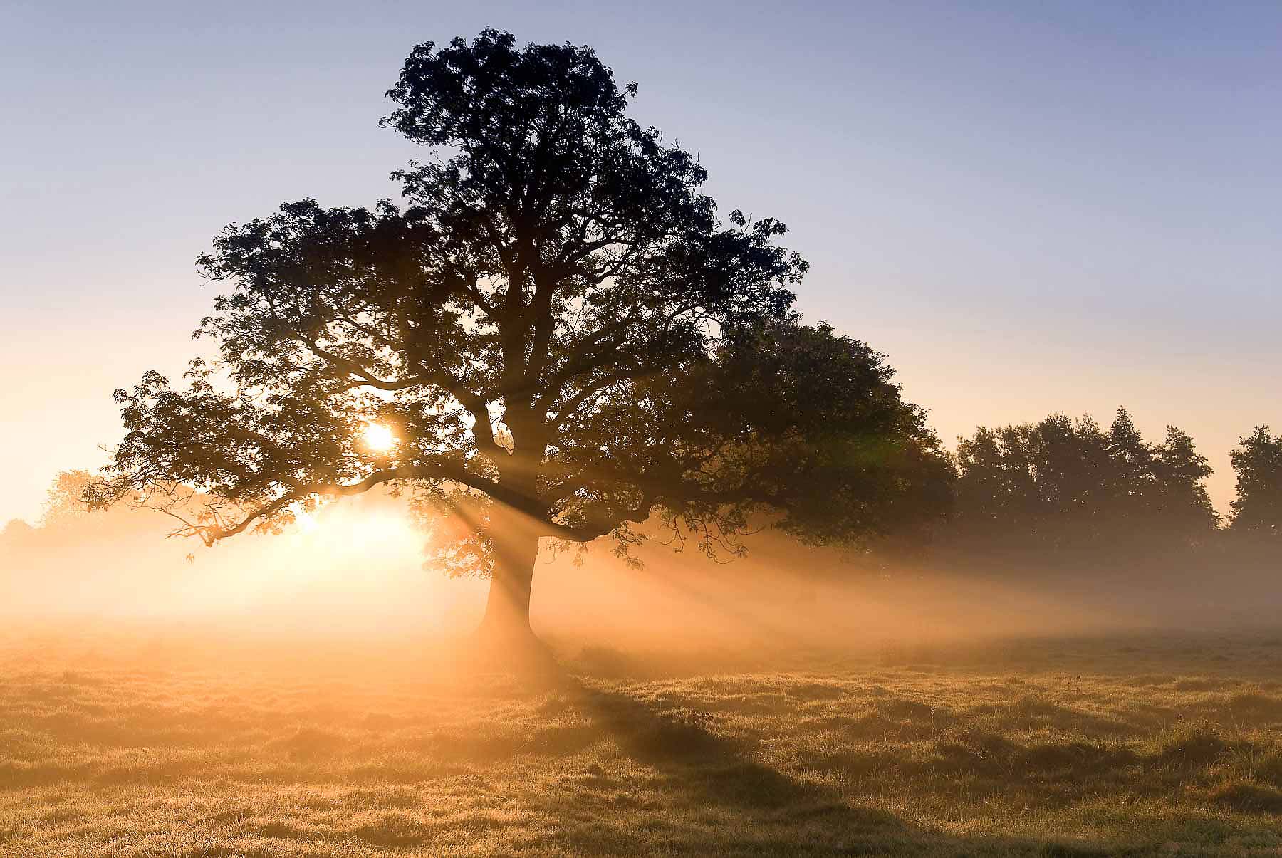 Tree-Mist-Dawn-Dorset-Dorchester-Landscape