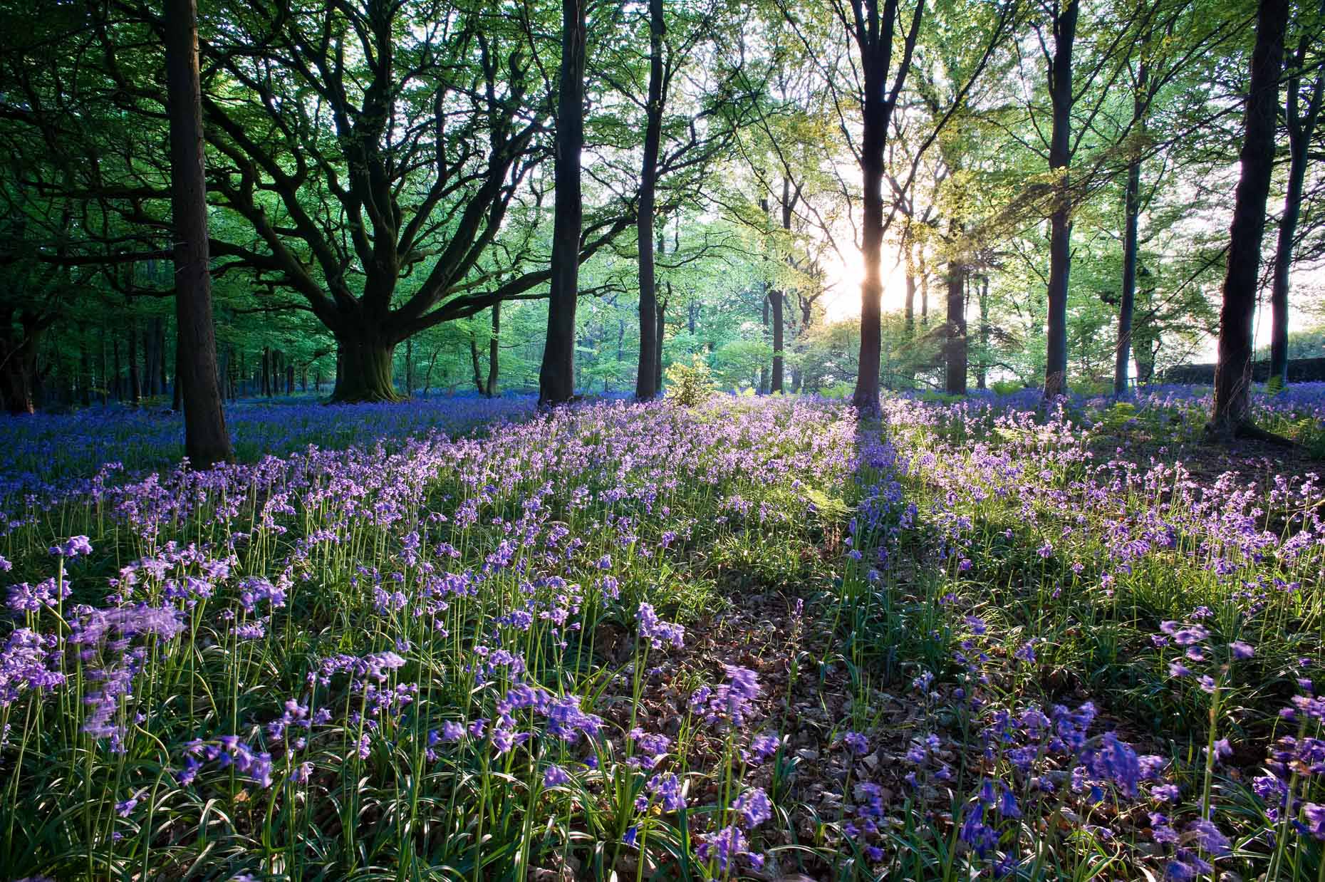 bluebell-flowers-woods-landscape-nobody-dorset-uk