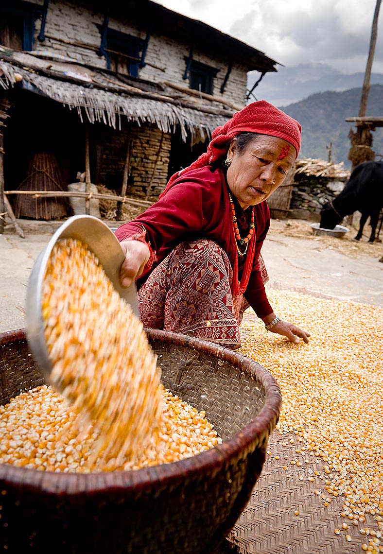 grains-tradition-ghandruk-annapurna-himalaya-life-manual-labour-rural-nepal-26