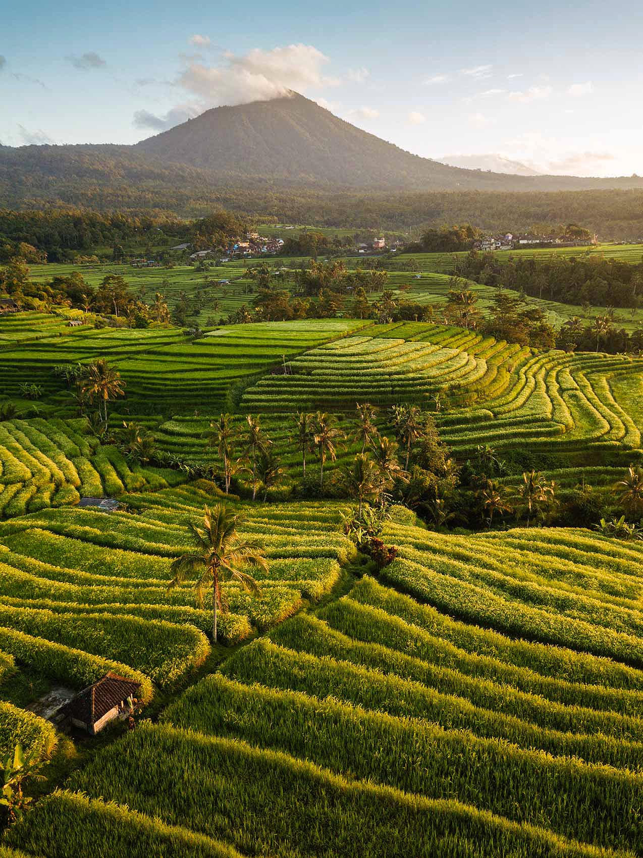 jatiluwih-rice-terraces-unesco-heritage-site-dawn ...