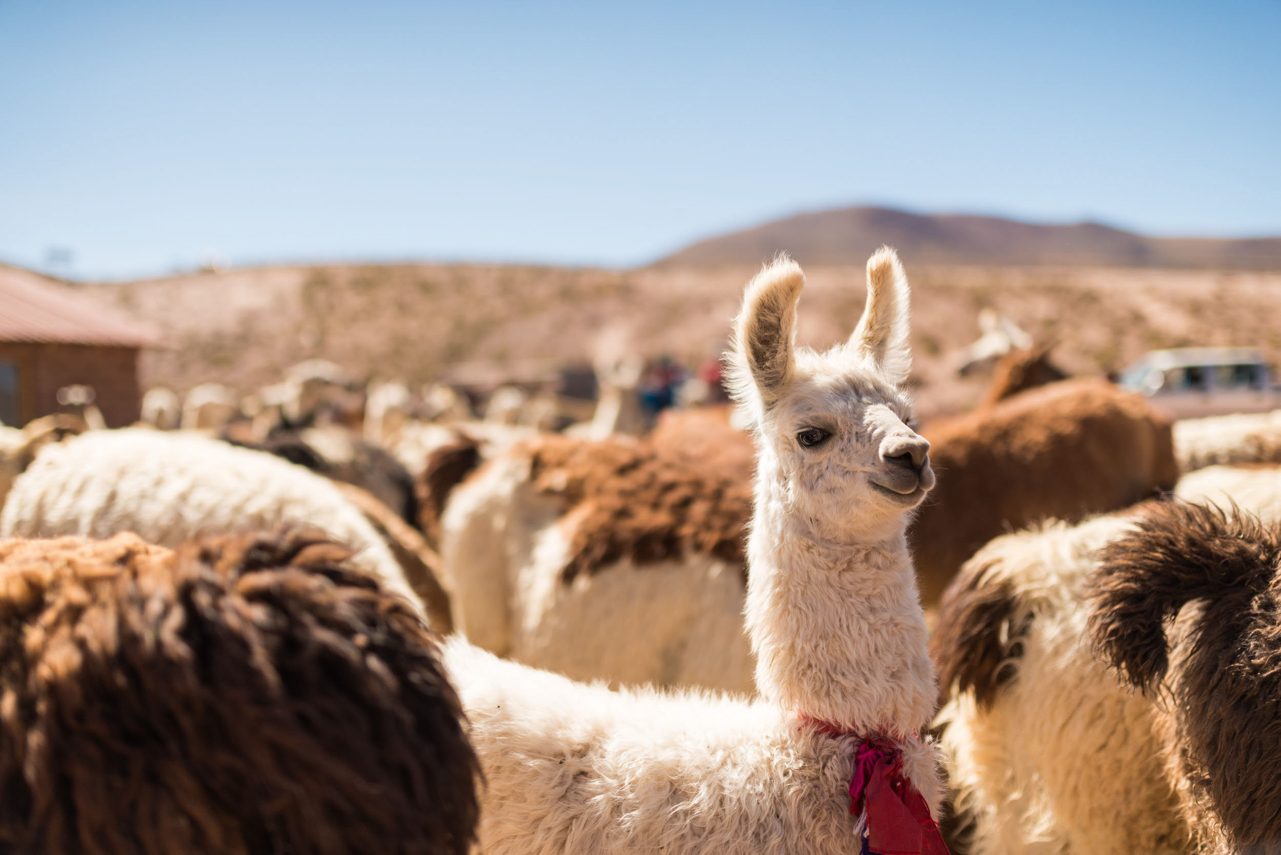 atacama-desert-atacama-desert-animals