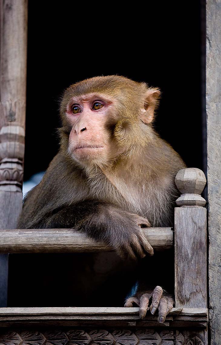 monkey-pashupatinath-temple-katmandhu-nepal-16