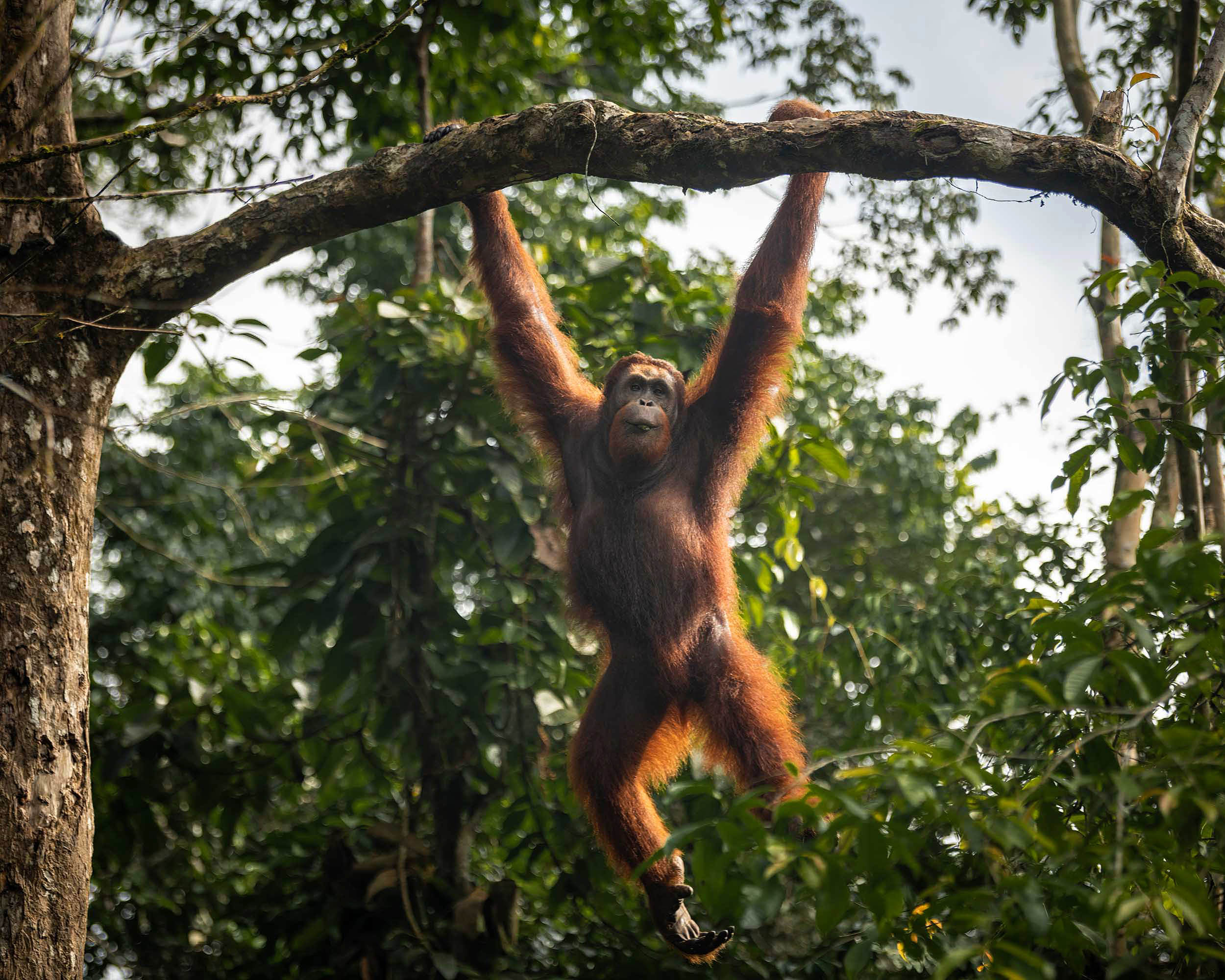 orangutan_primate_tree_nature_semenggoh_wildlife_sarawak_borneo_photographer_malaysia