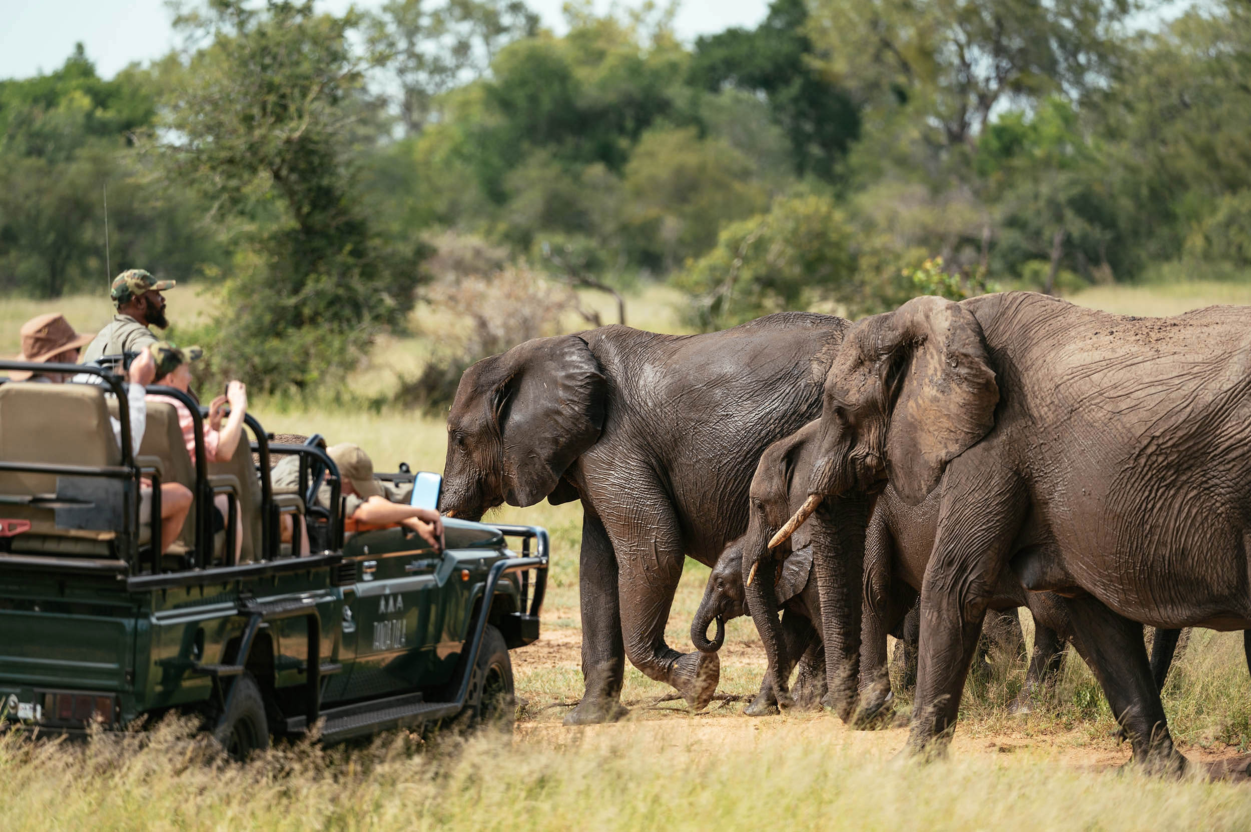safari_south_africa_kruger_national_park_elephant_herd_car