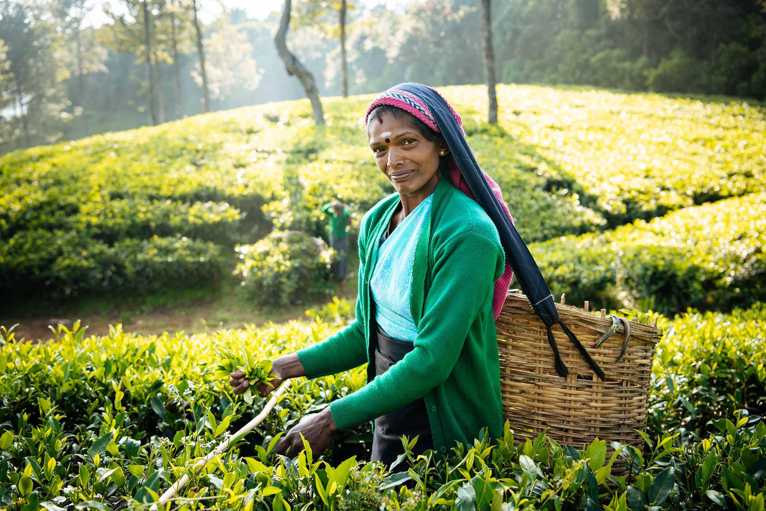 tea-picker-portrait-local-work-plantation-nuwara-eliya-sri-lanka