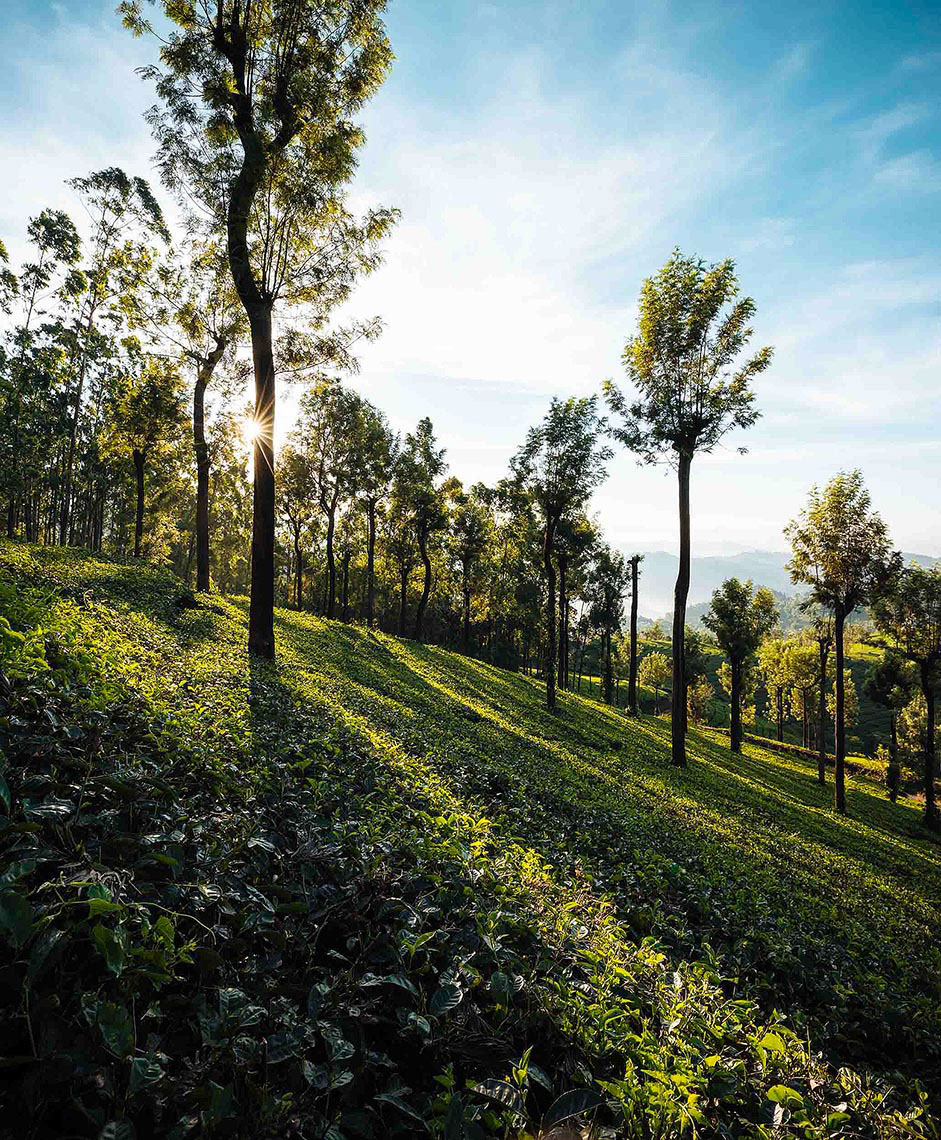 tea-plantations-dawn-landscape-sunrise-munnar-kerala-india