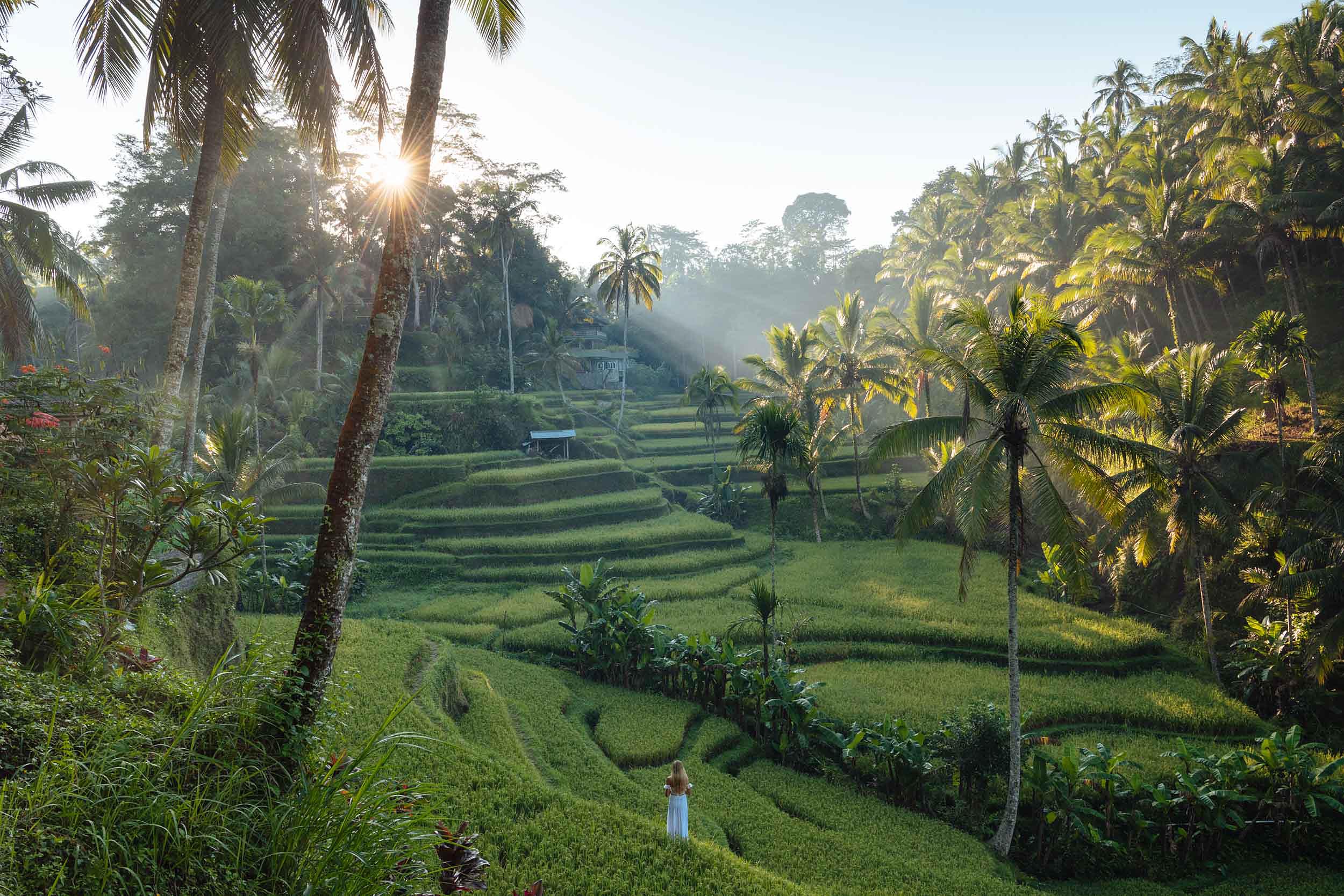tegalalang-rice-terraces-dawn-travel-photography-ubud-bali-indonesia