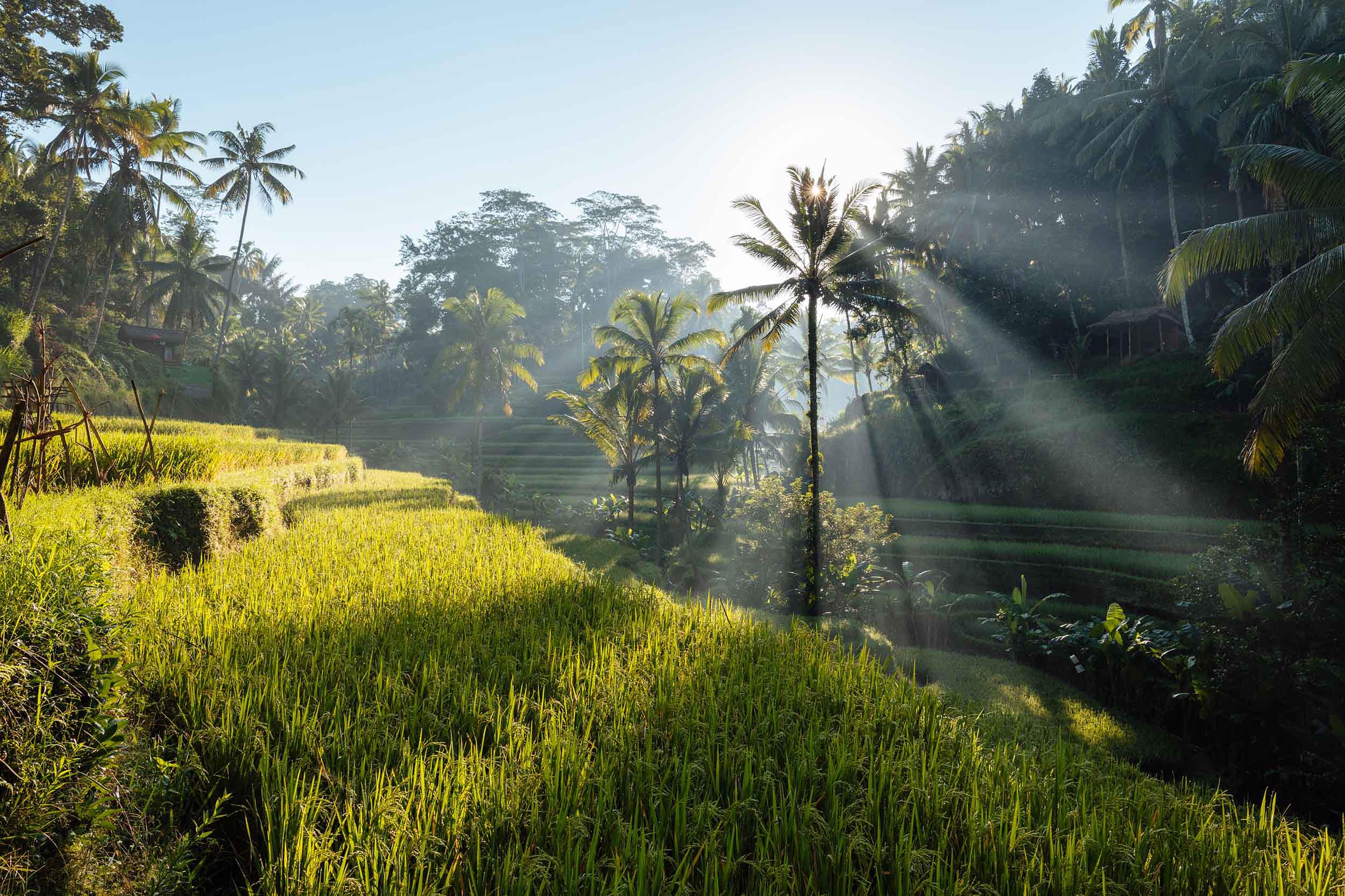 tegalalang-rice-terraces-sunrise-travel-ubud-bali-indonesia
