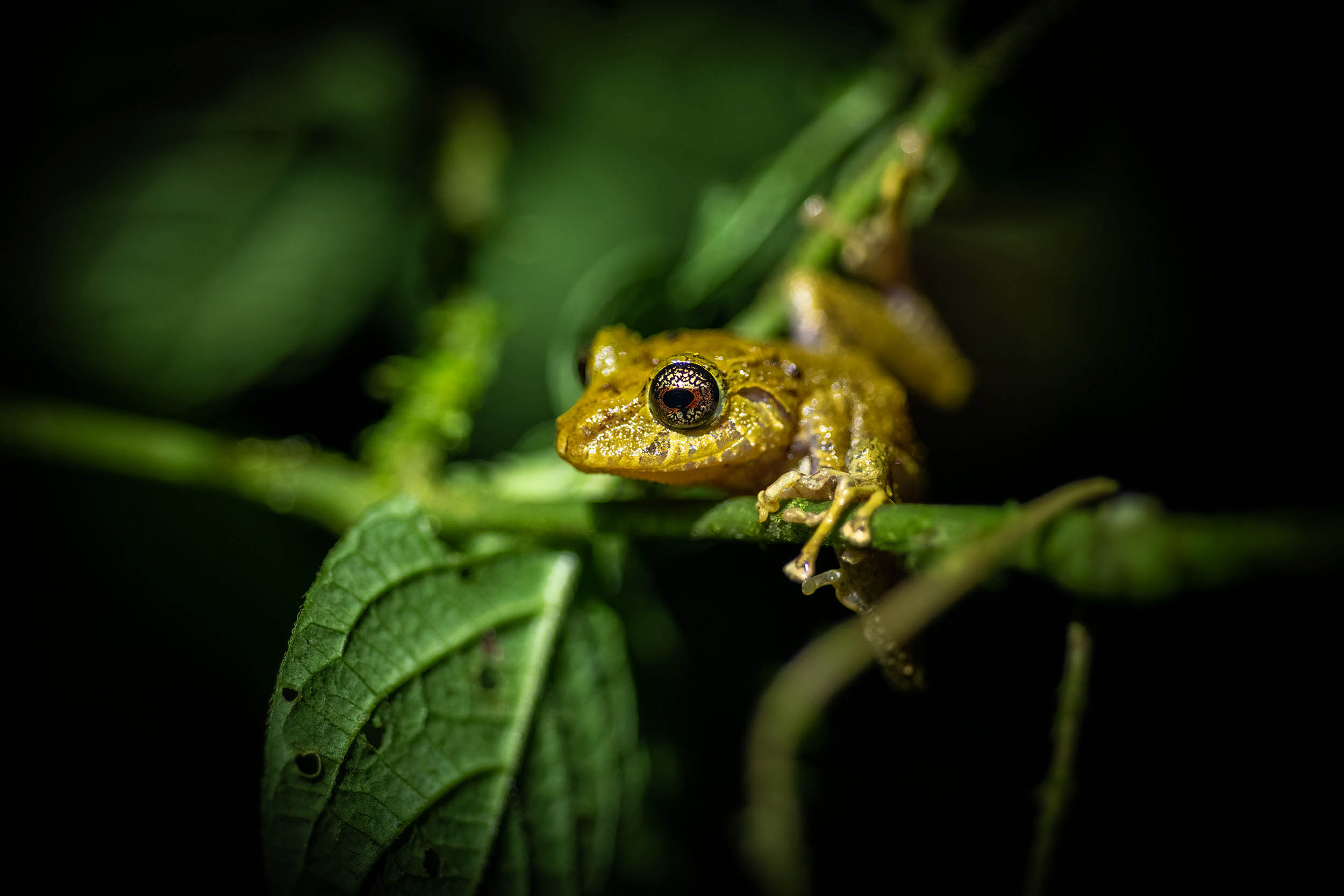 treefrog_frog_amphibian_nature_wildlife_photographer_mashpi_lodge_amagusa_ecuador