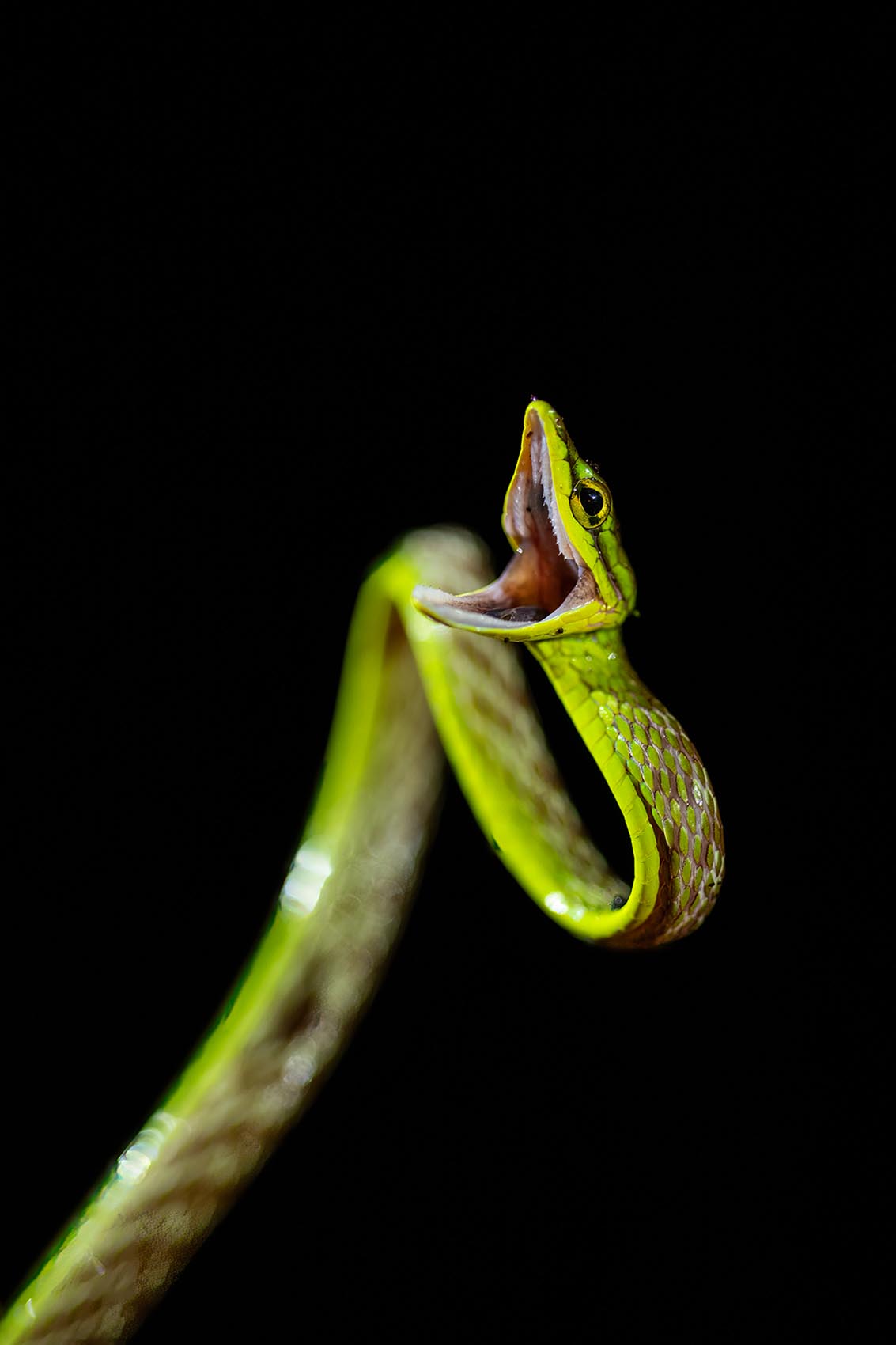 vine_snake_mashpi_amagusa_reptile_venom_wildlife_photography_ecuador_south_america